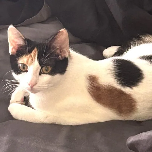 Moana Of Motunui thumbnail 3