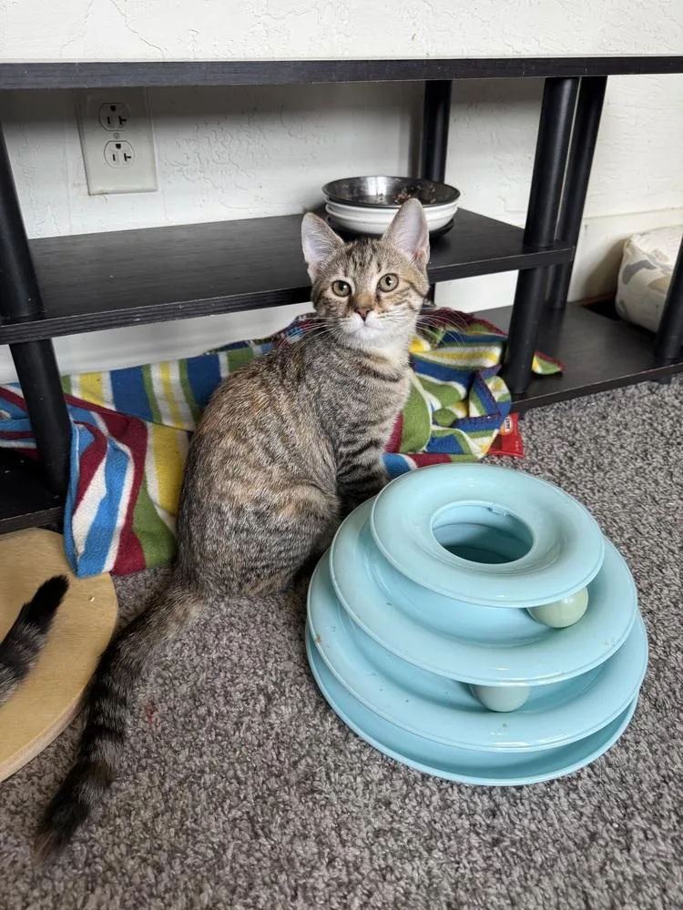 A baby small-sized female Tabby (Brown / Chocolate) Domestic Short Hair cat named McKay for adoption in West Mifflin, PA