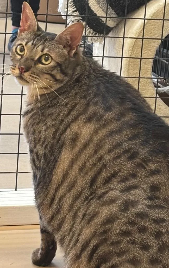 An adult extra large-sized male Bengal cat named Loki for adoption in Elizabethton, TN