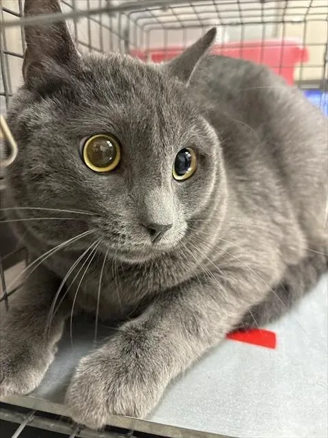 A young large-sized male Domestic Short Hair cat named Morphixous for adoption in Las Vegas, NV