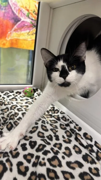 An adult medium-sized female White Domestic Short Hair cat named Pink Slush for adoption in Kansas City, MO