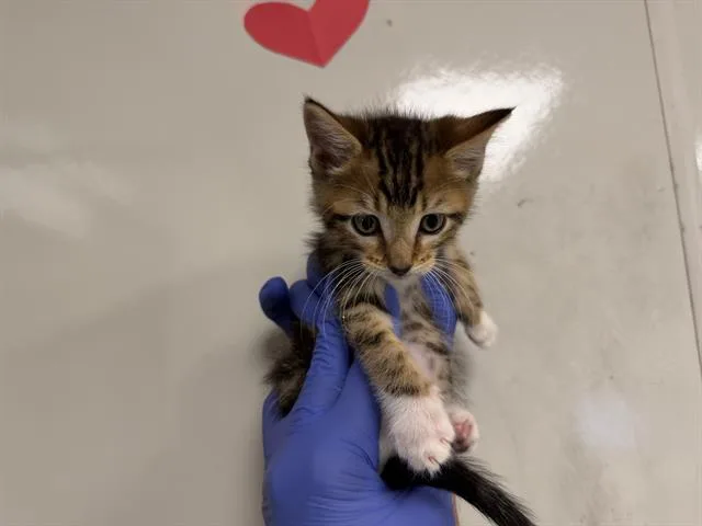 A baby small-sized female Domestic Short Hair cat named Caramel for adoption in Ontario, CA