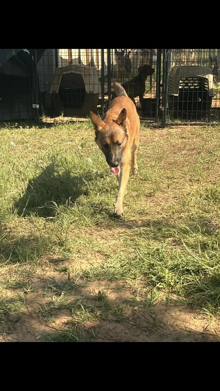 An adult medium-sized male Belgian Shepherd / Malinois dog named Master for adoption in Paradise, TX