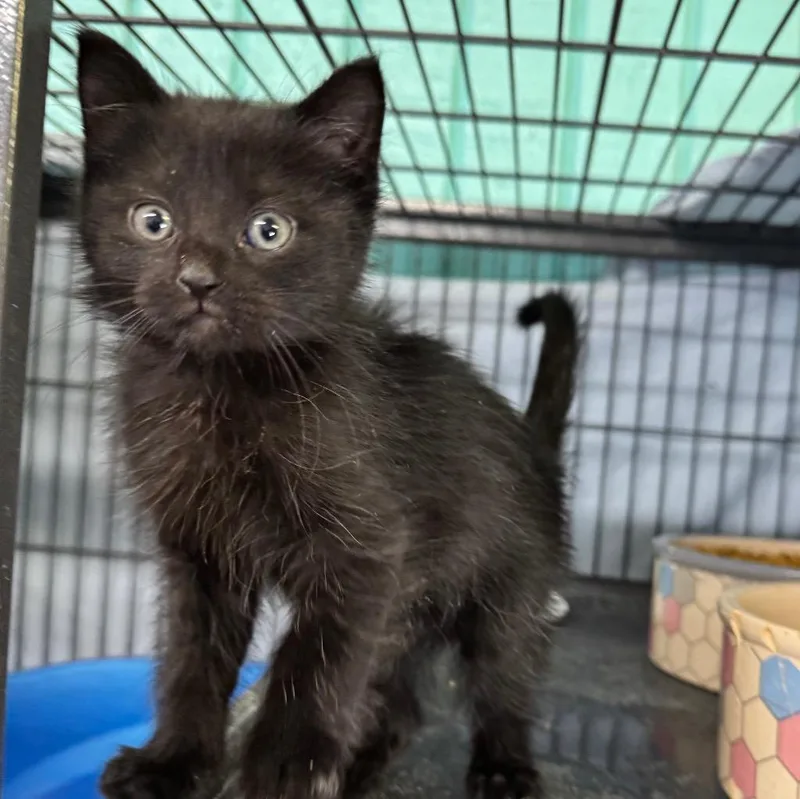 A baby small-sized male Domestic Long Hair cat named Pico for adoption in Saginaw, MI
