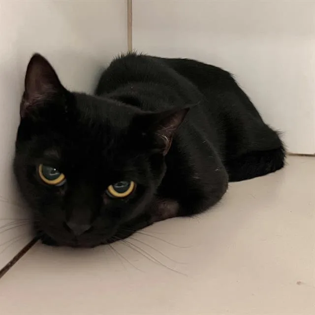 A young medium-sized female Domestic Short Hair cat named Unagi for adoption in Methuen, MA