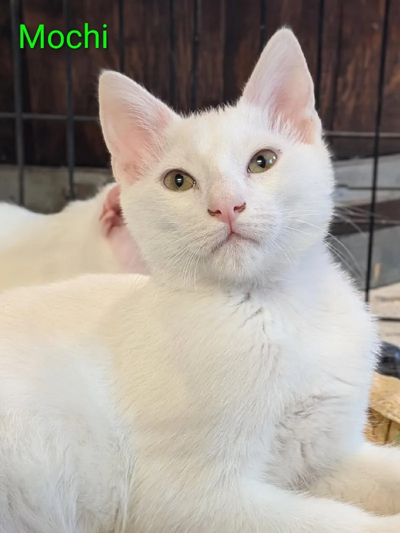 A young medium-sized male Domestic Short Hair cat named Mochi for adoption in Morgan Hill, CA