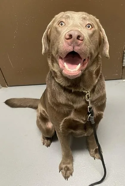 Koda