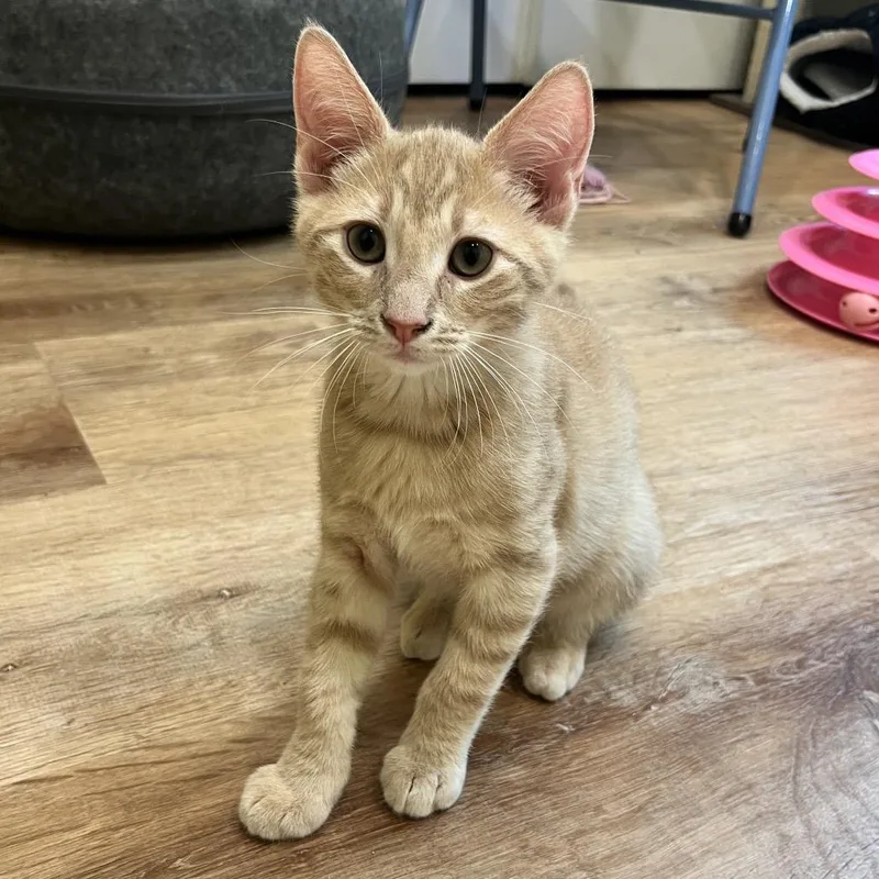 A baby medium-sized male Orange / Red Domestic Short Hair cat named Atlas for adoption in San Diego, CA