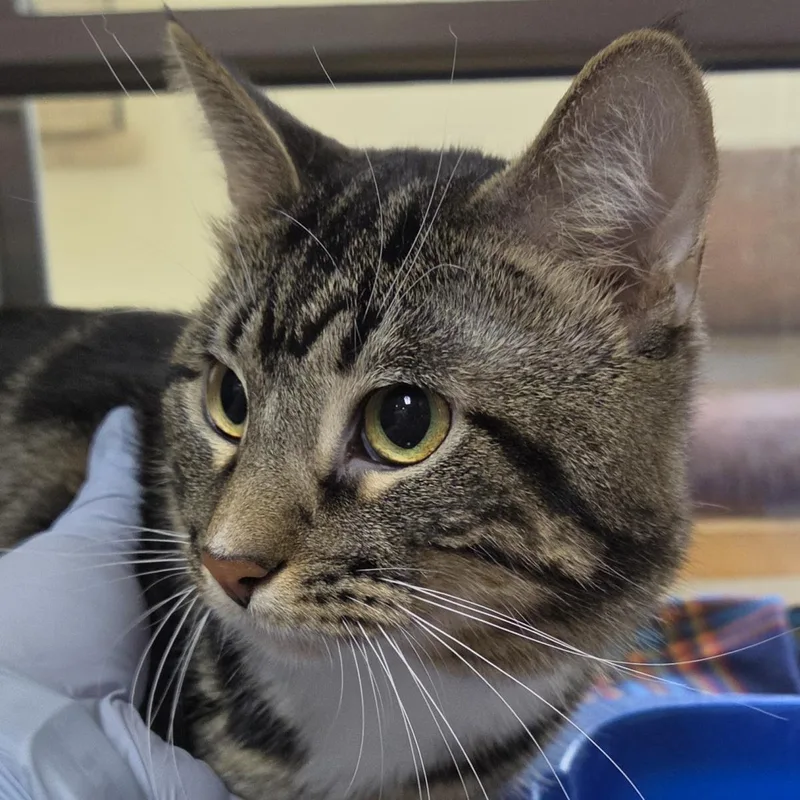 An adult large-sized male Domestic Short Hair cat named Chance for adoption in Plover, WI