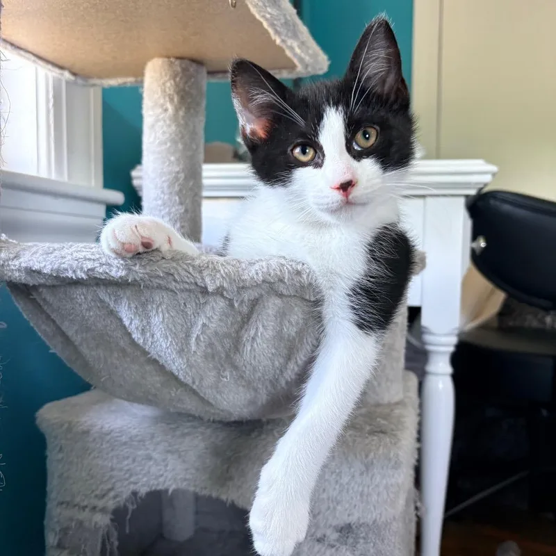 A baby small-sized male Black Domestic Short Hair cat named Inkblot for adoption in Wakefield, MA