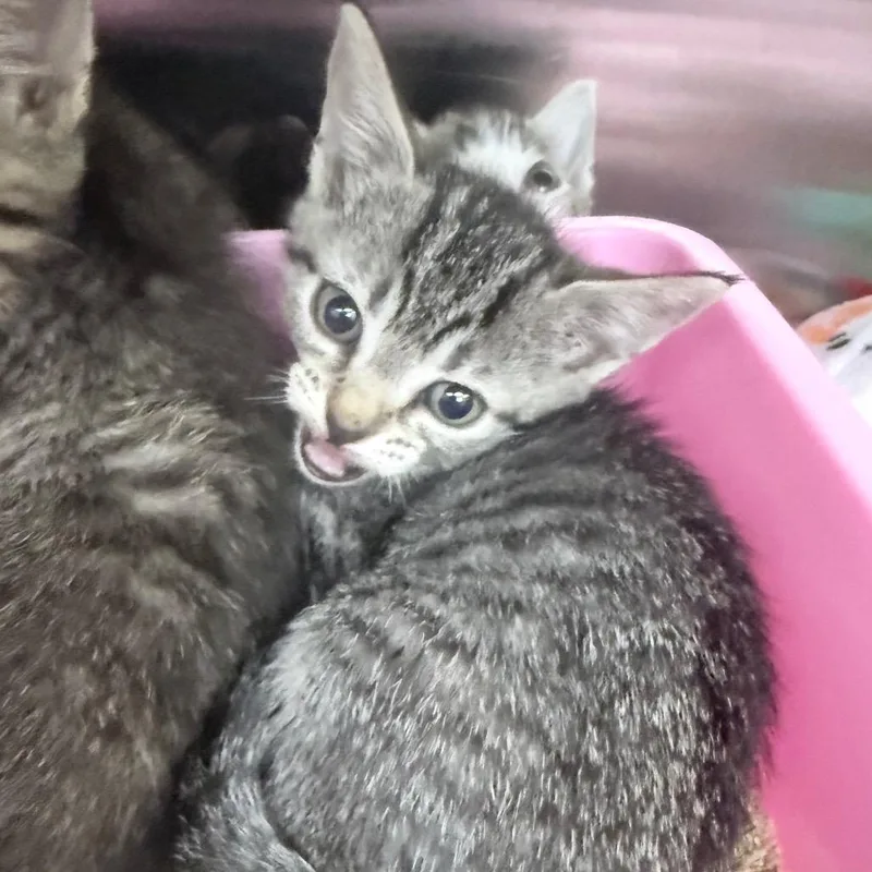 A baby small-sized female Brown / Chocolate Domestic Short Hair cat named Lasagna for adoption in Jupiter, FL