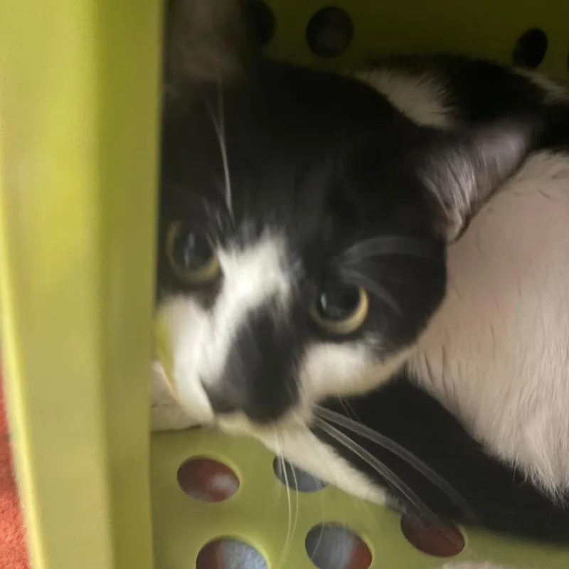 An adult medium-sized male White American Shorthair cat named Ben for adoption in Brockton, MA