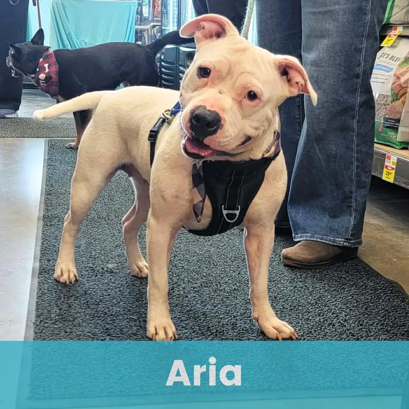 Aria thumbnail 3