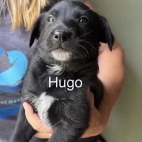 Hugo
