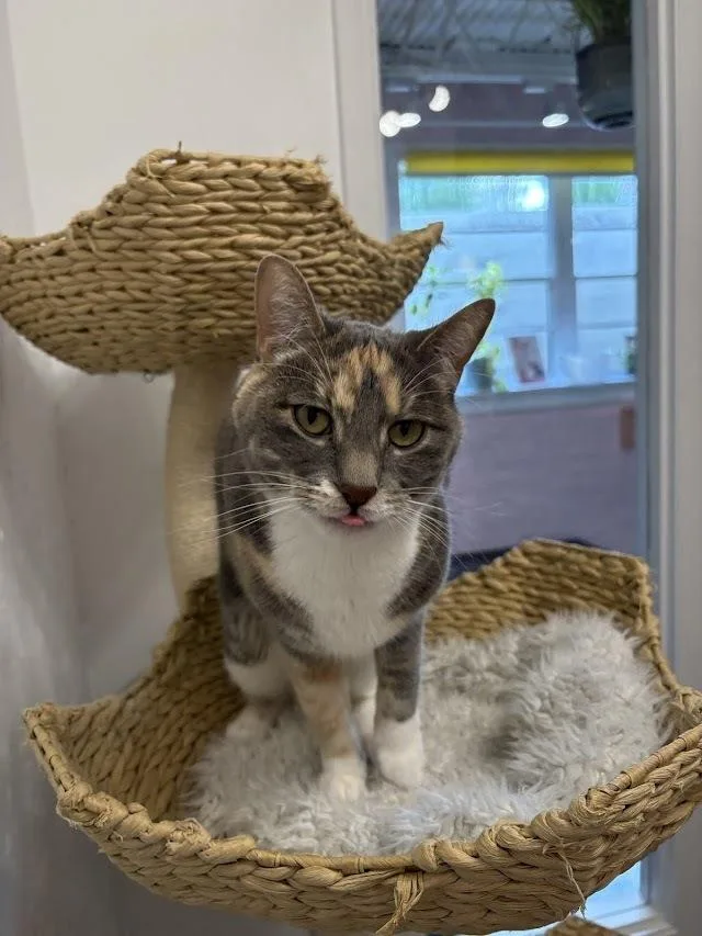 An adult medium-sized female Calico cat named Cali  At Felius for adoption in Omaha, NE