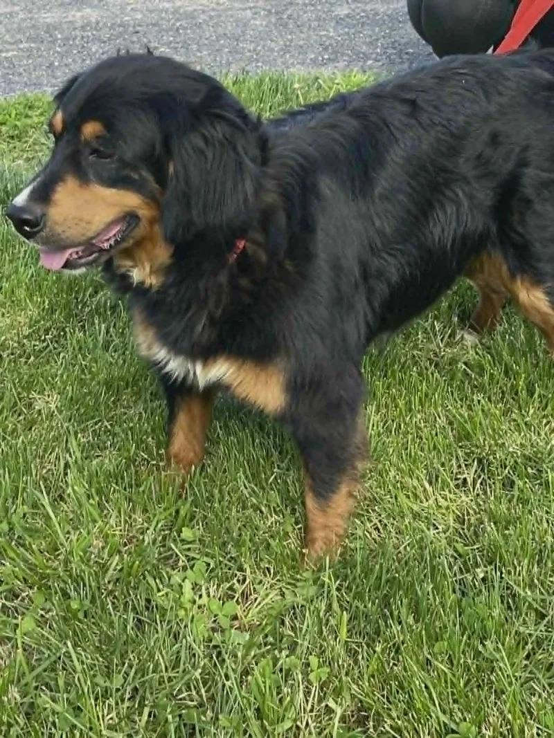 An adult medium-sized female Bernese Mountain Dog dog named Sizzlie for adoption in Havertown, PA
