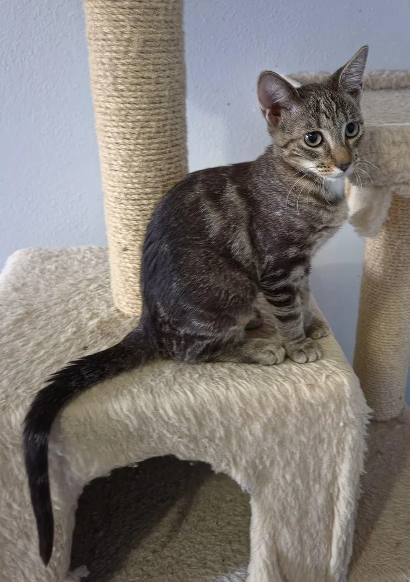 A young medium-sized female Domestic Short Hair cat named Rose for adoption in Orlando, FL
