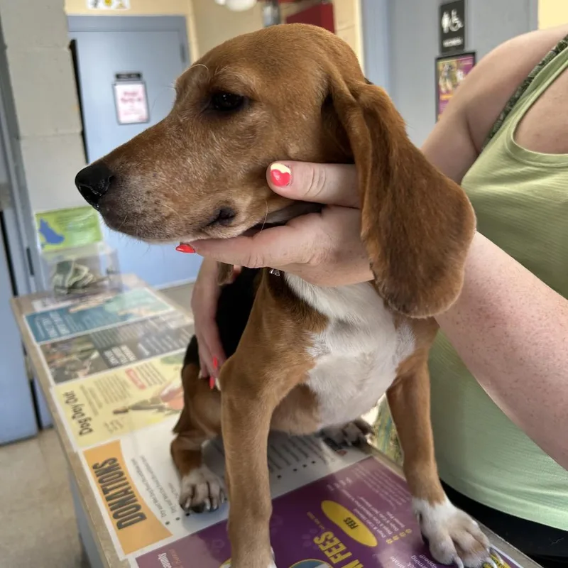 An adult small-sized female Black Beagle dog named Stray Buttonwood Lane for adoption in Roxboro, NC