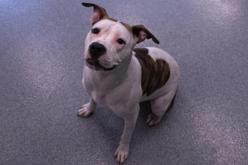 A young medium-sized female White / Cream Pit Bull Terrier dog named Daisy for adoption in Yonkers, NY