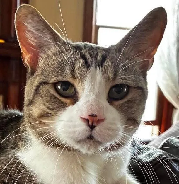 A young small-sized male Domestic Short Hair cat named Tharrow for adoption in Chicago, IL