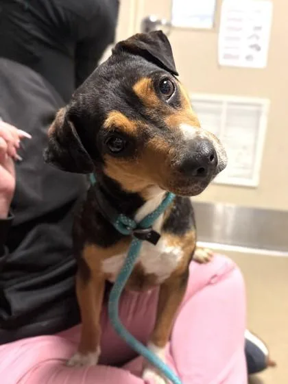 An adult medium-sized female Terrier dog named Flipflop for adoption in King William, VA