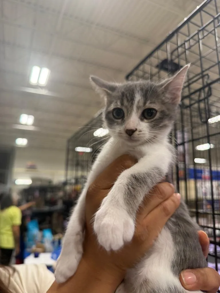 A baby small-sized male Domestic Short Hair cat named Bunker for adoption in warrenville, SC