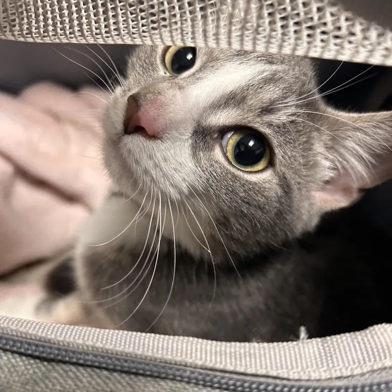 A baby medium-sized female Gray / Blue / Silver Domestic Short Hair cat named Luna Sweets for adoption in Philadelphia, PA