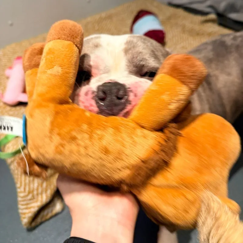 An adult large-sized female Mixed Breed dog named Moon for adoption in New York, NY
