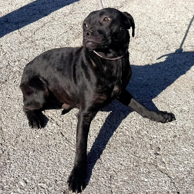 A young medium-sized male Black Mixed Breed dog named Waco for adoption in Warrensburg, MO