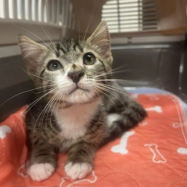 A baby small-sized male Domestic Short Hair cat named Andy for adoption in Lake Panasoffkee, FL