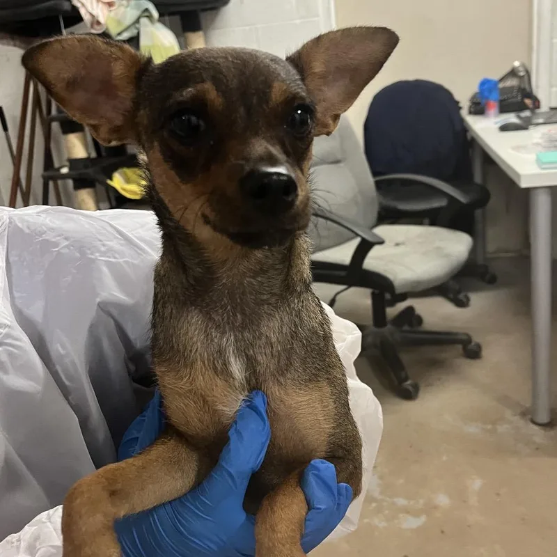 An adult small-sized female Brown / Chocolate Chihuahua dog named Mrs. Potato Head for adoption in Edinburg, TX