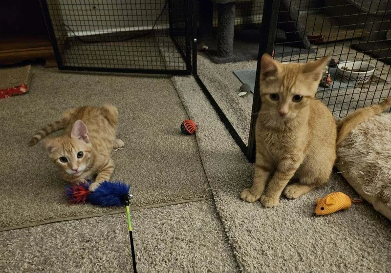 A baby medium-sized male Orange / Red Domestic Short Hair cat named Woody Wooderice for adoption in Avondale, PA