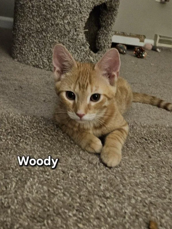Woody Wooderice thumbnail 2