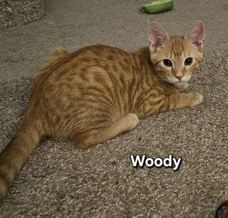 Woody Wooderice thumbnail 4