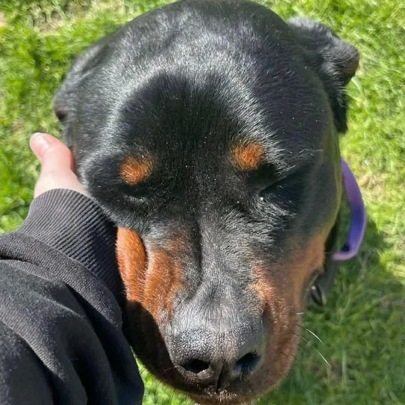 An adult large-sized female Rottweiler dog named Onyx for adoption in Polk, OH
