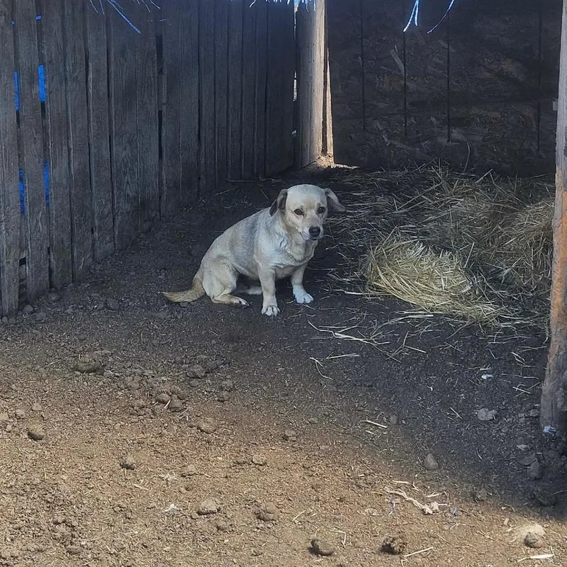 An adult small-sized female Yellow / Tan / Blond / Fawn Mixed Breed dog named Cookie for adoption in Tacoma, WA