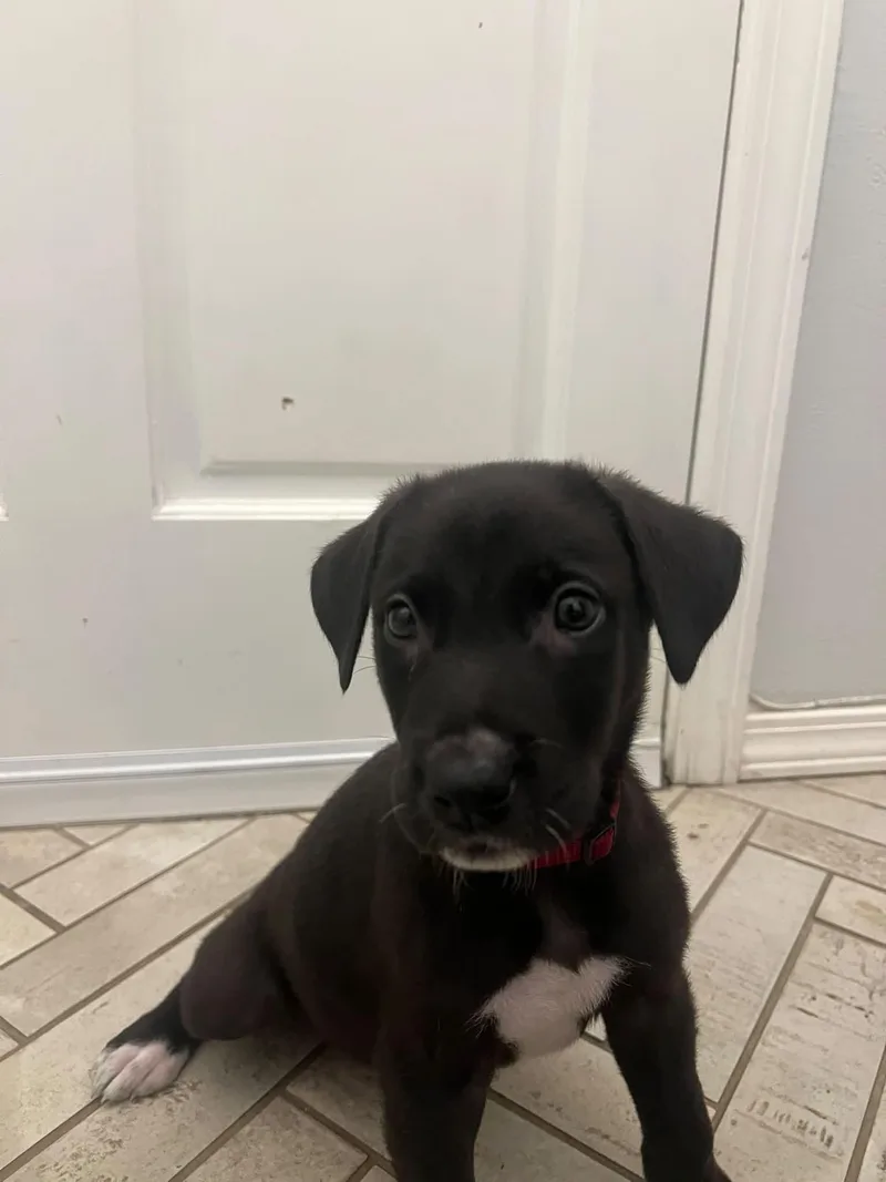 A baby medium-sized male Black Labrador Retriever dog named Moon for adoption in Oklahoma City, OK