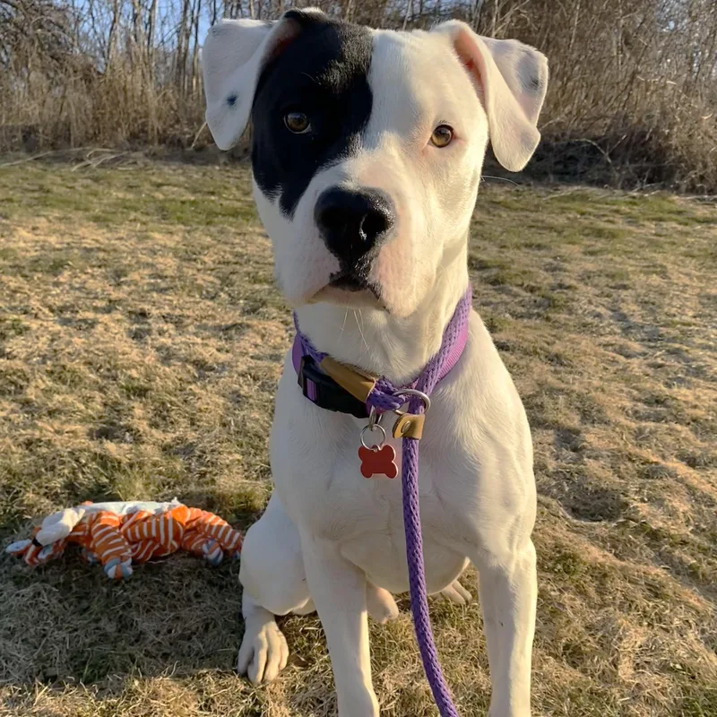 An adult medium-sized male White / Cream Pit Bull Terrier dog named Hudson for adoption in Allegan, MI