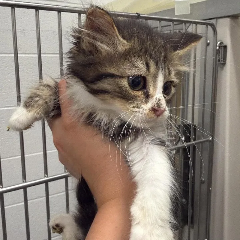 A baby small-sized female Brown / Chocolate Domestic Long Hair cat named Ann for adoption in Rocky Mount, VA