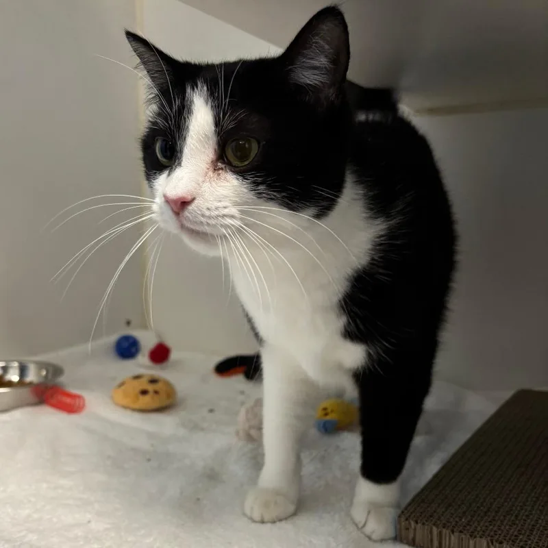 An adult medium-sized female Black Domestic Short Hair cat named Peach for adoption in Naperville, IL