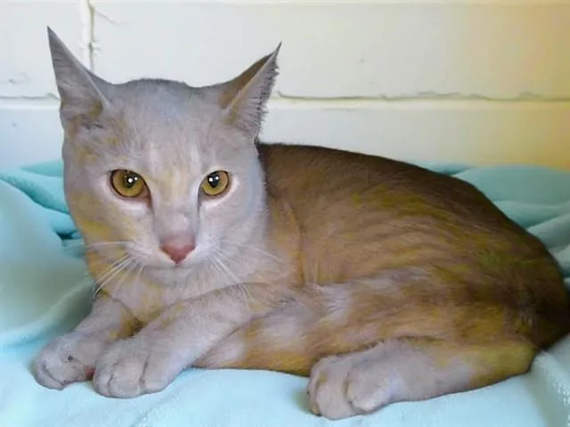 A young large-sized male Domestic Short Hair cat named Apricot for adoption in Downey, CA