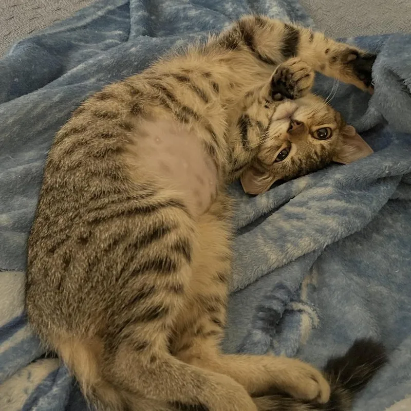 A baby small-sized female Domestic Short Hair cat named Buttons for adoption in Panama City Beach, FL