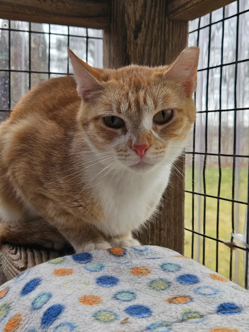 A young medium-sized female Orange & White Domestic Short Hair cat named Chopsey for adoption in Westbrook, CT