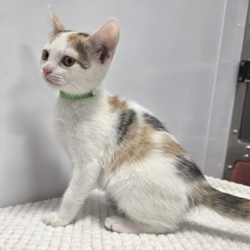 A baby small-sized female White Domestic Short Hair cat named Dahlia for adoption in Fort Wayne, IN
