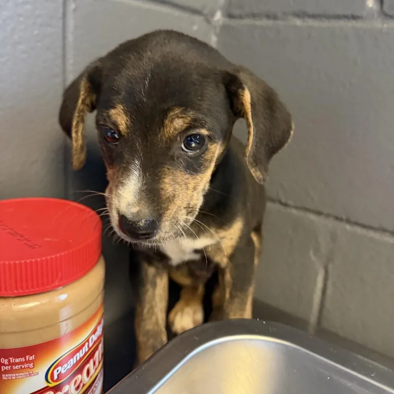 A baby small-sized male Black Labrador Retriever dog named Tuscstray___ for adoption in Tuscaloosa, AL