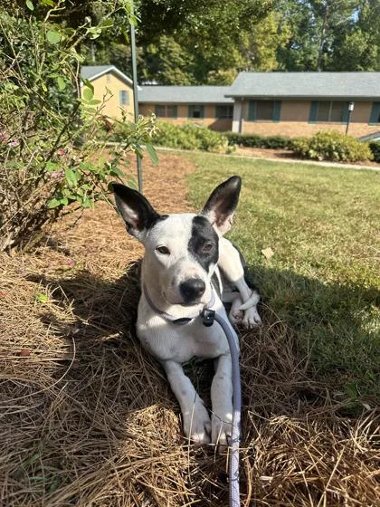 An adult medium-sized female Mixed Breed dog named Thing for adoption in Atlanta, GA