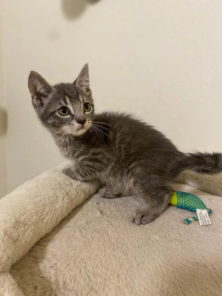 A baby small-sized male Domestic Short Hair cat named Micah for adoption in San Antonio, TX