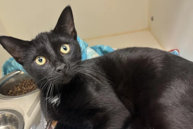 A young small-sized male Domestic Short Hair cat named Kovu for adoption in Texas City, TX