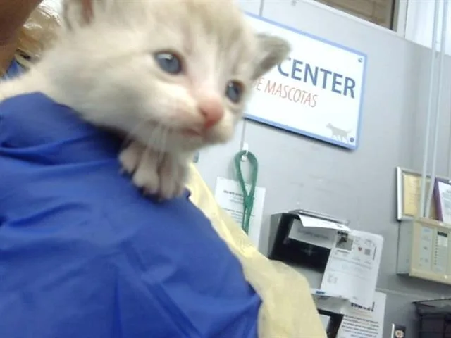 A baby medium-sized female Domestic Medium Hair cat named Nobara for adoption in Dallas, TX