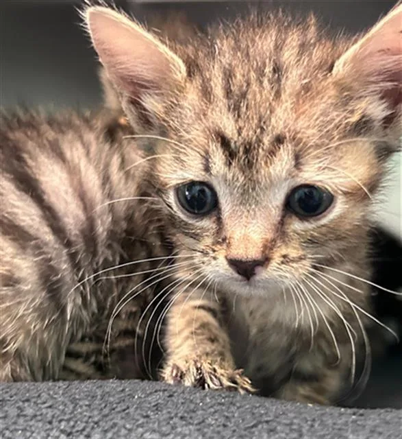 A baby medium-sized female Domestic Short Hair cat named Frosty for adoption in Dallas, TX